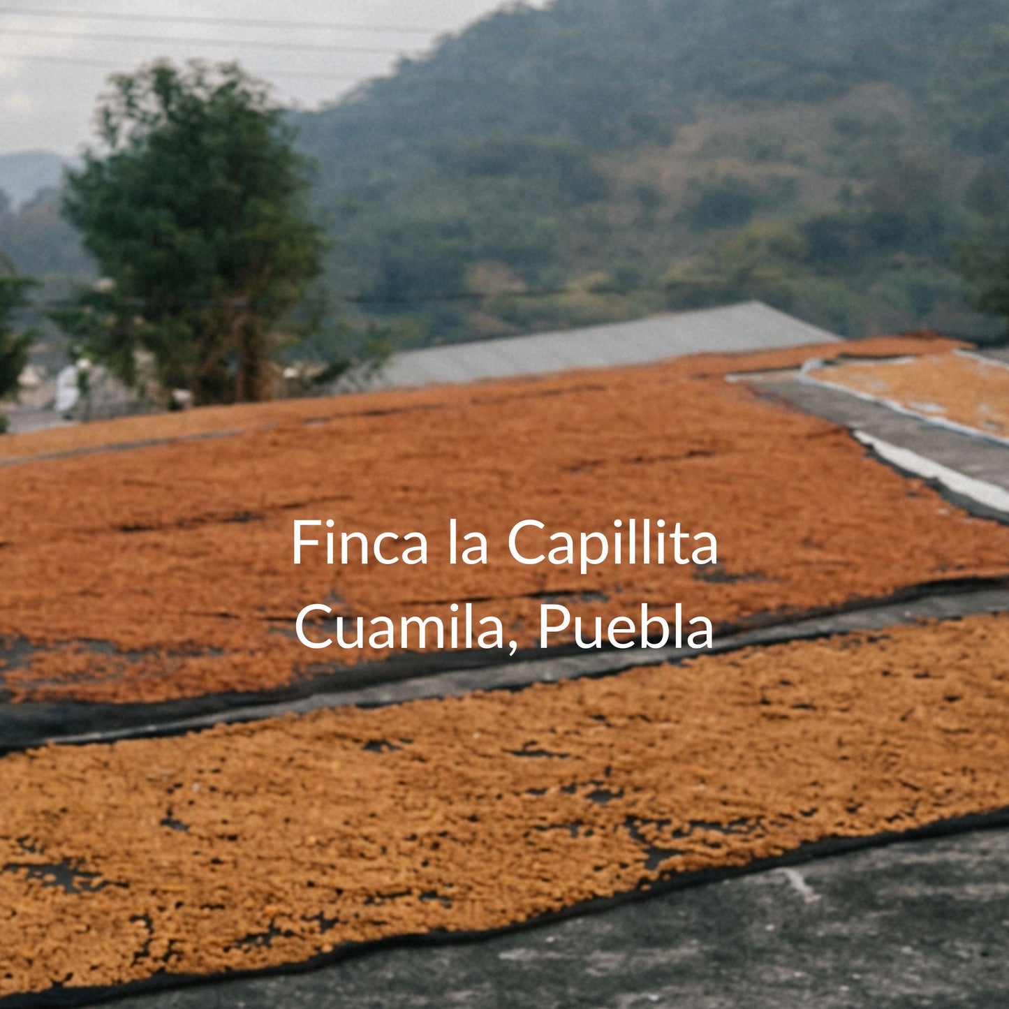 Bourbón Rojo Lavado | Cuamila, Puebla