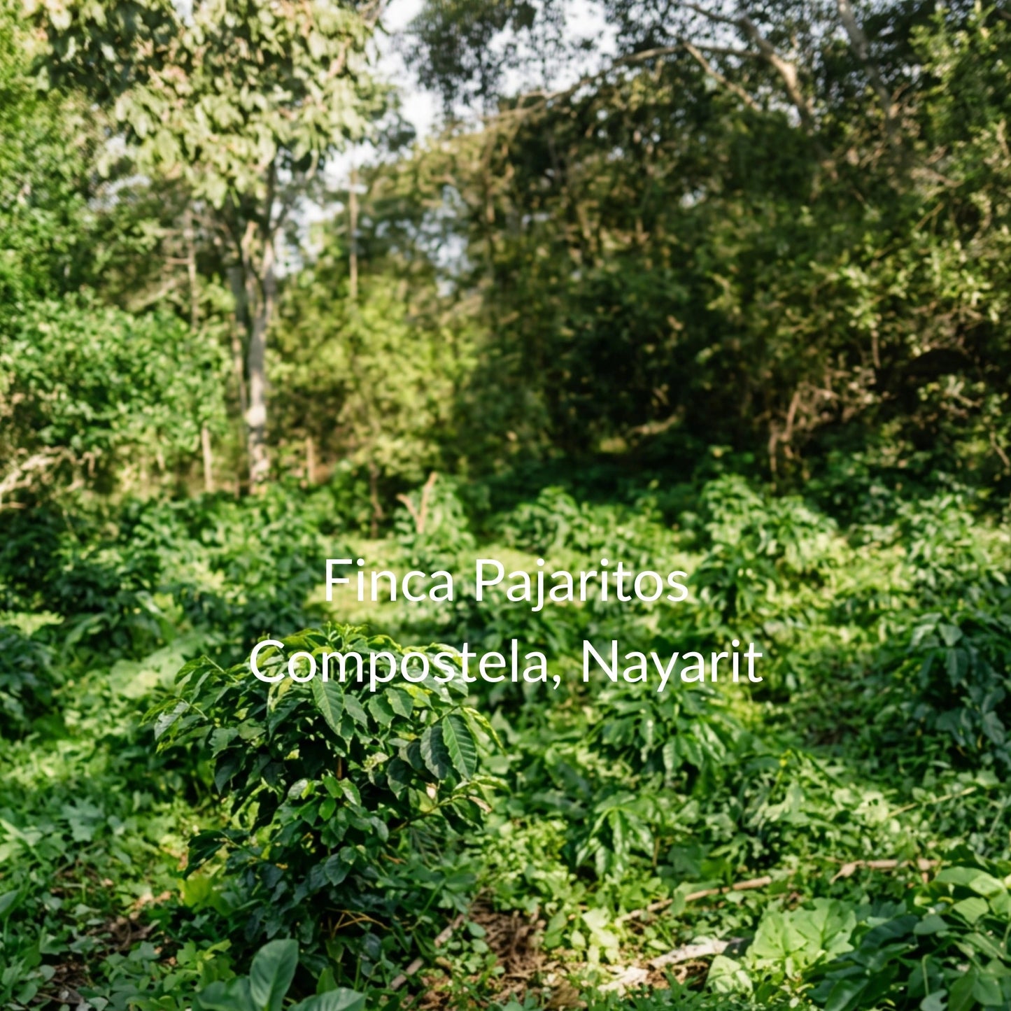 Black Honey | Compostela, Nayarit