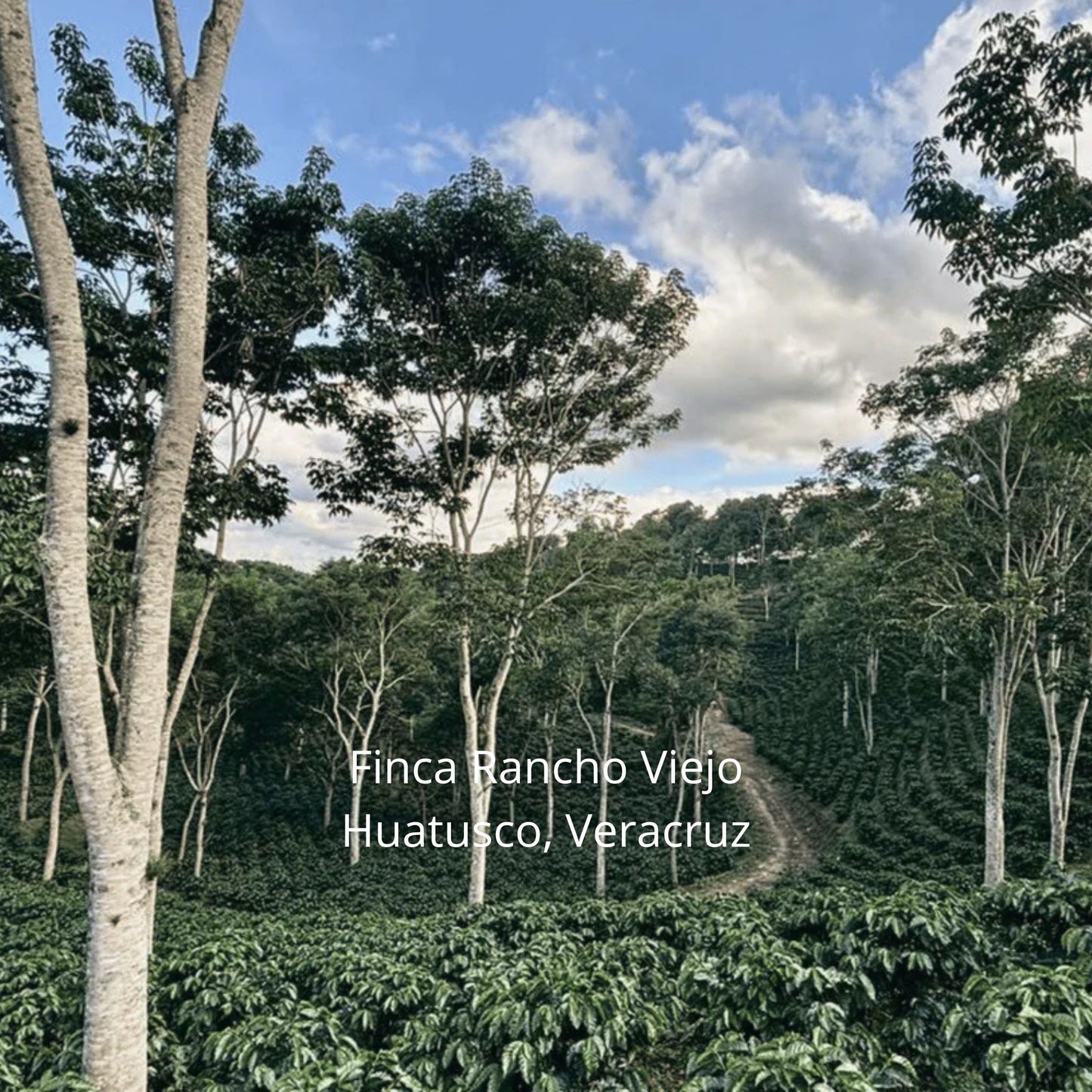 Sarchimor Lavado | Huatusco, Veracruz