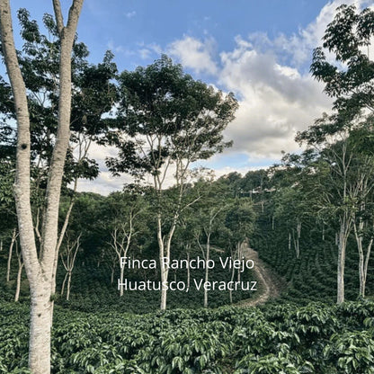 Sarchimor Lavado | Huatusco, Veracruz
