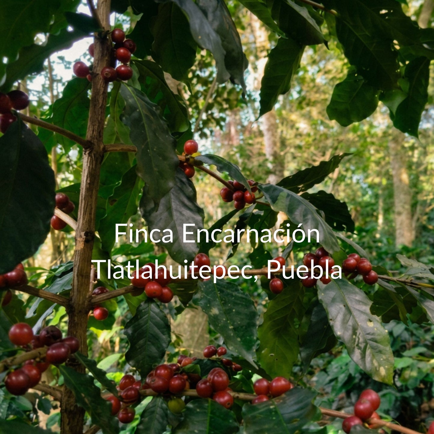 Lavado | Tlatlahuitepec, Puebla