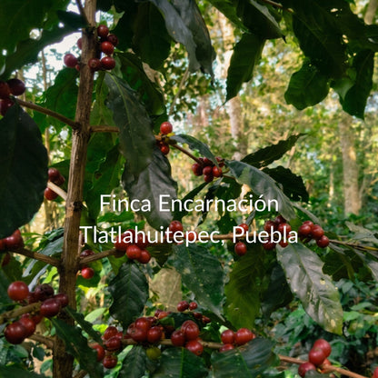 Lavado | Tlatlahuitepec, Puebla