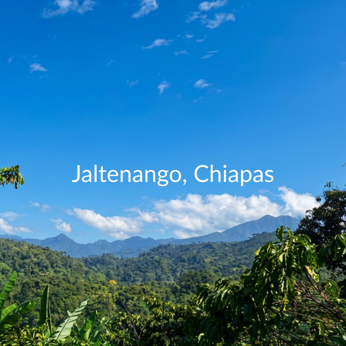 Jaltenango Honey Láctico | Chiapas