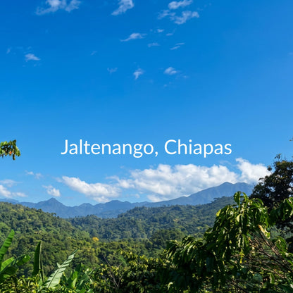 Jaltenango Honey Láctico | Chiapas