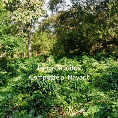 Black Honey | Compostela, Nayarit