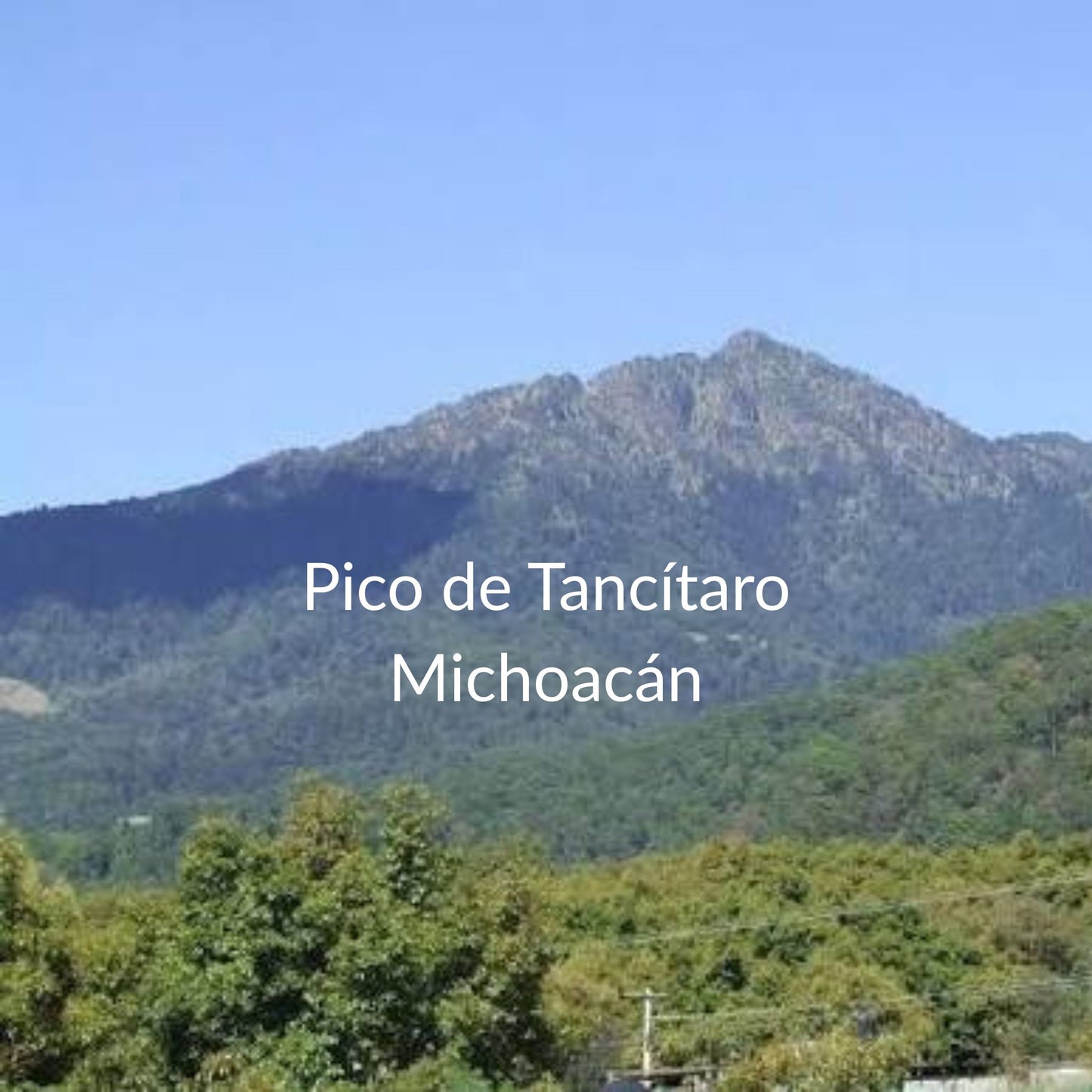 Typica Natural | Tancítaro, Michoacán